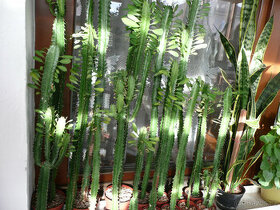 Vzrostlé Euphorbia trigona (pryšec trojboký, green)