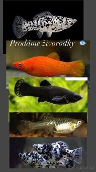 Živorodky