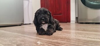 Cockapoo Cavapoo Maltipoo