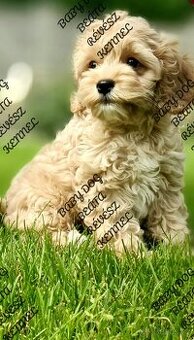 Cockapoo Cavapoo Maltipoo
