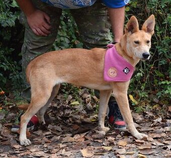 DELI K ADOPCI - 1,5 ROKU, KLIDNÁ, KŘEHKÁ DUŠIČKA - 1