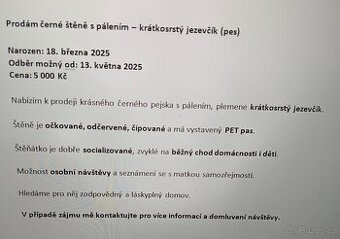 Prodám černé štěně s pálením -krátkosrstý jezevčík (pes)