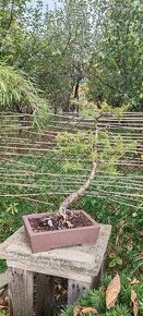 bonsai, bonsaj Modřín