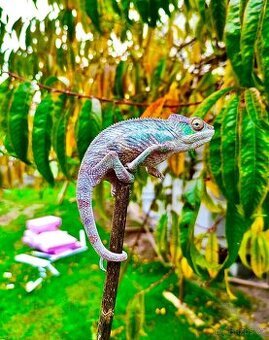 chameleon pardálí, terárium
