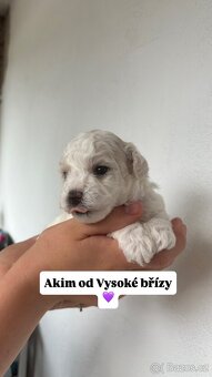 Bišonek s PP