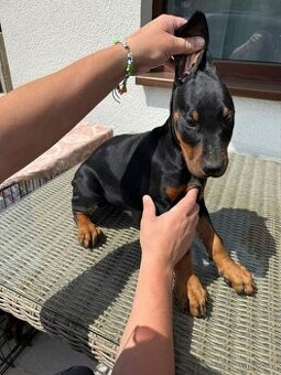 Šteňatá Doberman - 1