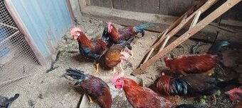 Kohouti