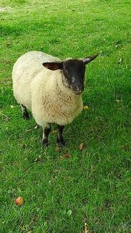 Ovce suffolk