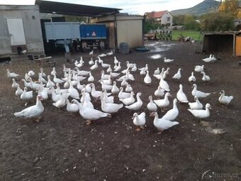 Kachna pižmova