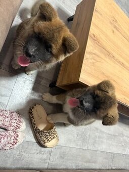 Štěňátka akity k odběru