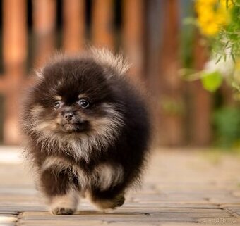 Krásný Рomeranský kluk