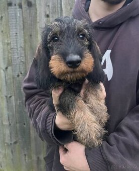 Jezevčík standard drsnosrstý