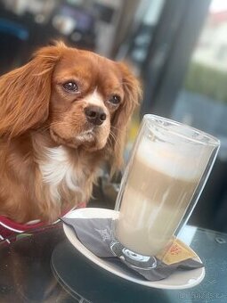 Hledáme fenečku na krytí