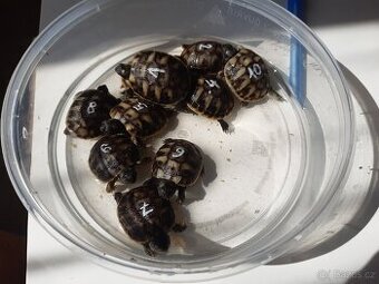 Želva zelenavá mládě