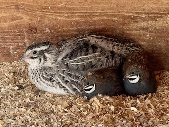 Křepelka čínská kohoutci