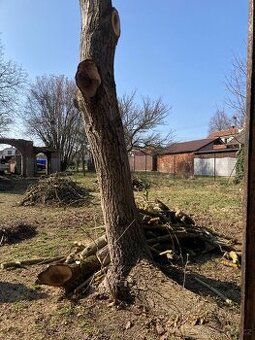 Kmeny ořechu - ořechové dřevo