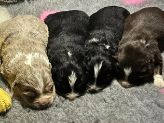 Miniaturní americký ovčák- štěnata s PP v barvě