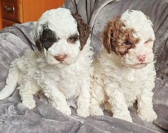 Pudl vícebarevný trpasličí - štěňátka s PP