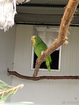 Amazoňan velký oratrix,