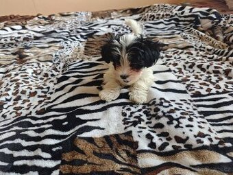 Biewer Jorkšírský Teriér