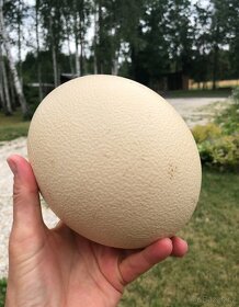 Africké pštrosí vejce - 1