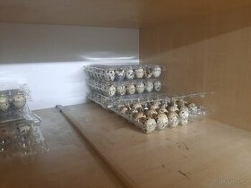 Prodej násadových křepelčích vajíček - 1