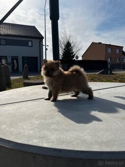 Pomerian