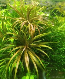 Blyxa Japonica