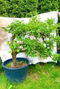 Jabloně basaie/yamadori