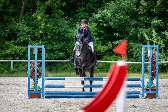 TOP connemara pony