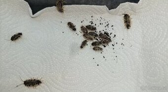 Porcellio laevis - Dairy cow