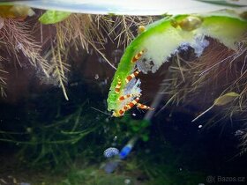 Krevety caridina crystal red (S)