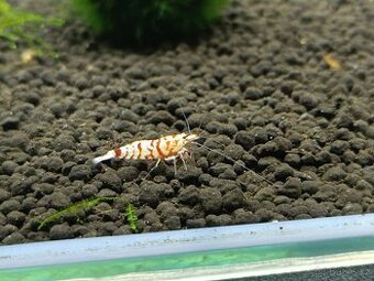 Caridina - Red Fancy Tiger