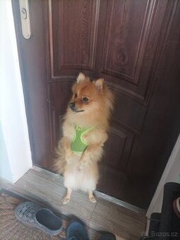 Pomeranian