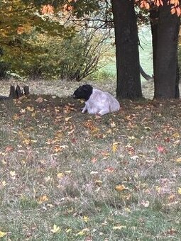 plemenný beran dorper