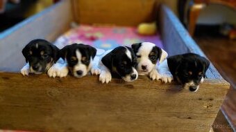 JACK RUSSEL TERIÉR - 1