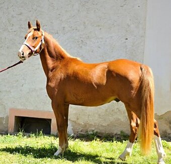 Krásný valach pony 2 roky