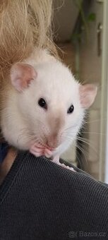 dumbo potkanka + klec REZERVACE