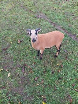 beran ovce kamerunské