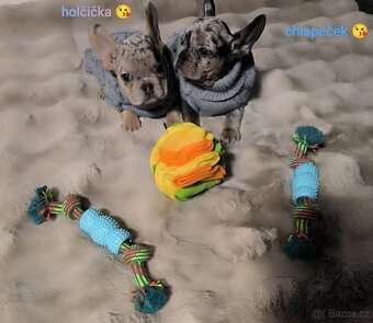 Francouzský buldoček