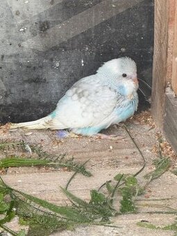 Andulka miminko z budky