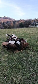 Ovce kamerunské x dorper