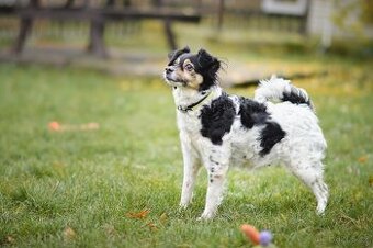 Bublina - malá kříženka, moc hodná, mazlivá a praštěná