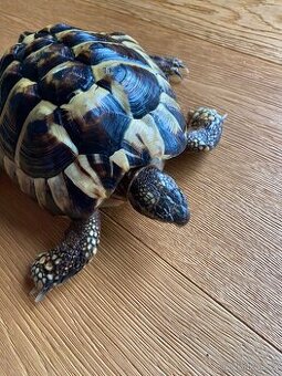 Zelva zelenava, vcetne teraria.