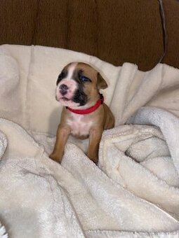 Americký stafordšírský teriér bez pp - 1