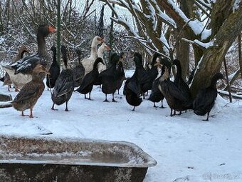 Indický běžec - 1