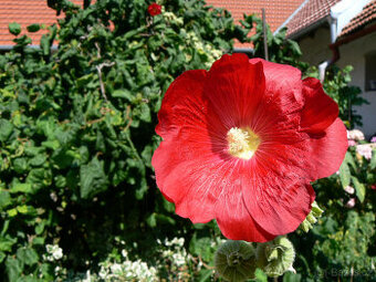 semena TOPOLOVKY - 3 barvy