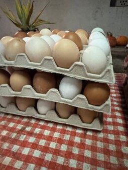 Domácí vajíčka