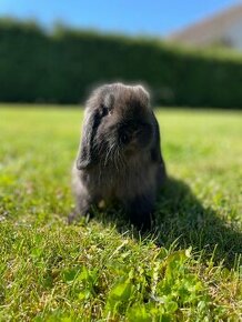 Zakrslý králík - Minilop