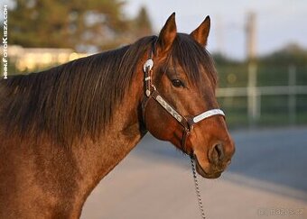 Připouštění charakterním Quarter horse
